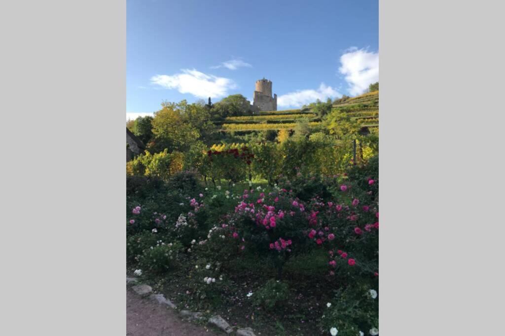 Appartamento Coeur Alsace Colmar Esterno foto