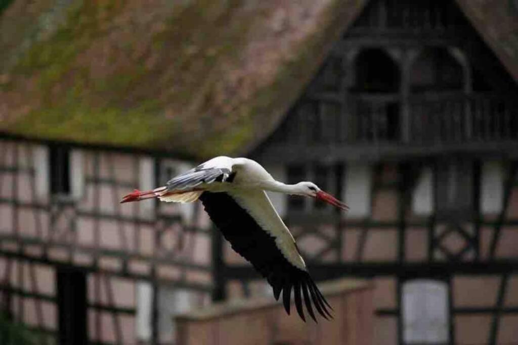 Appartamento Coeur Alsace Colmar Esterno foto